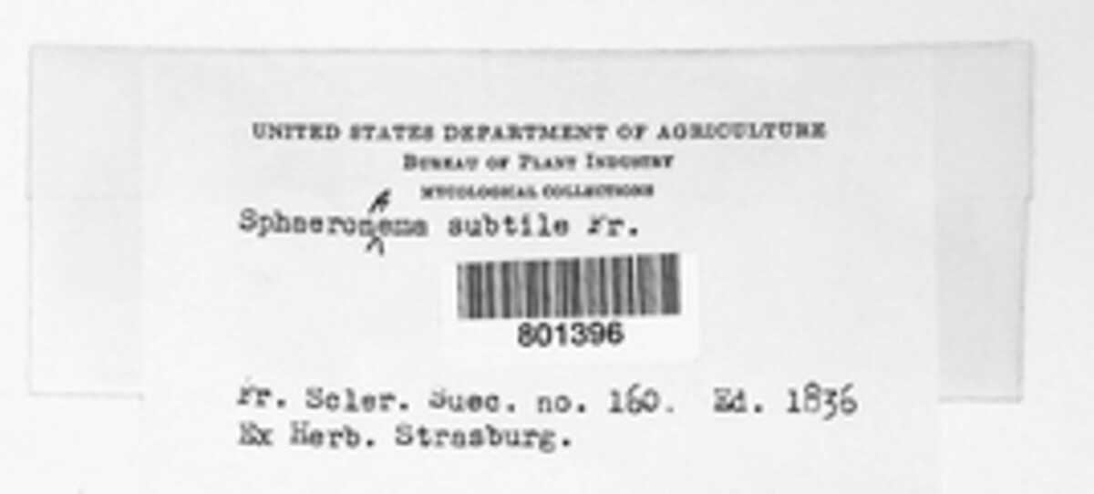 Sphaeronaema subtile image